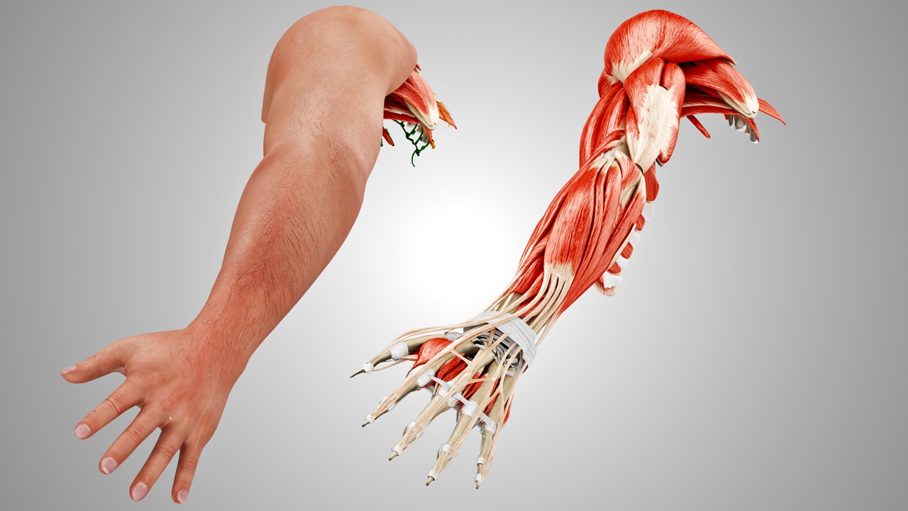 Media 1 for listing Complete Human Arm Anatomy