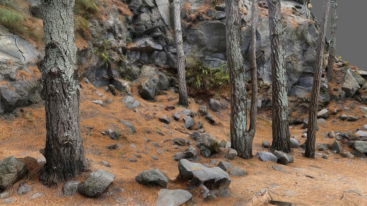 Media 1 for listing Pine Trees and Rocks rescan