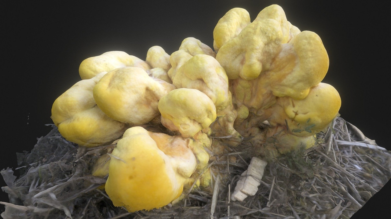 Media 1 for listing Champignon