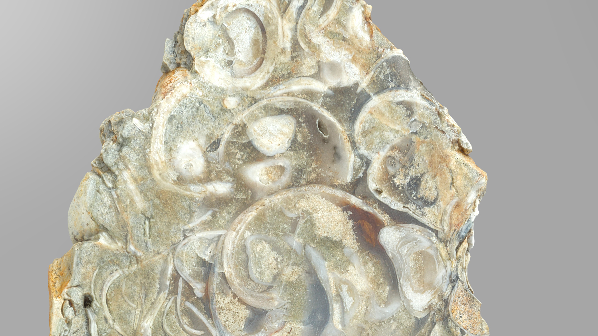 Metasomatite Chalcedony metasomatite with bivalve molluscs | Fab