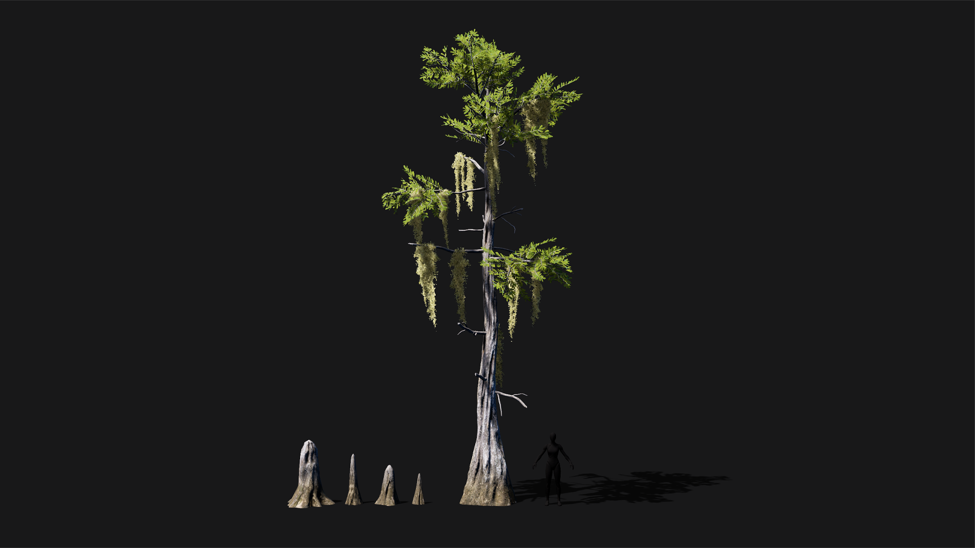 Mid Poly Asset Realistic mid poly Bald Cypress Tree | Fab