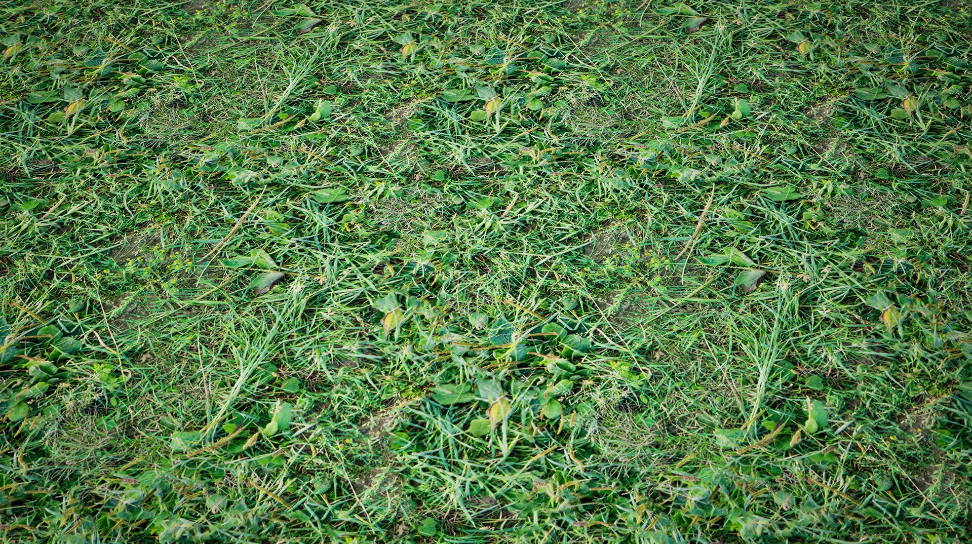 Media 1 for listing Grassy Meadow Ground 04 – Photo Scanned Seamless Material