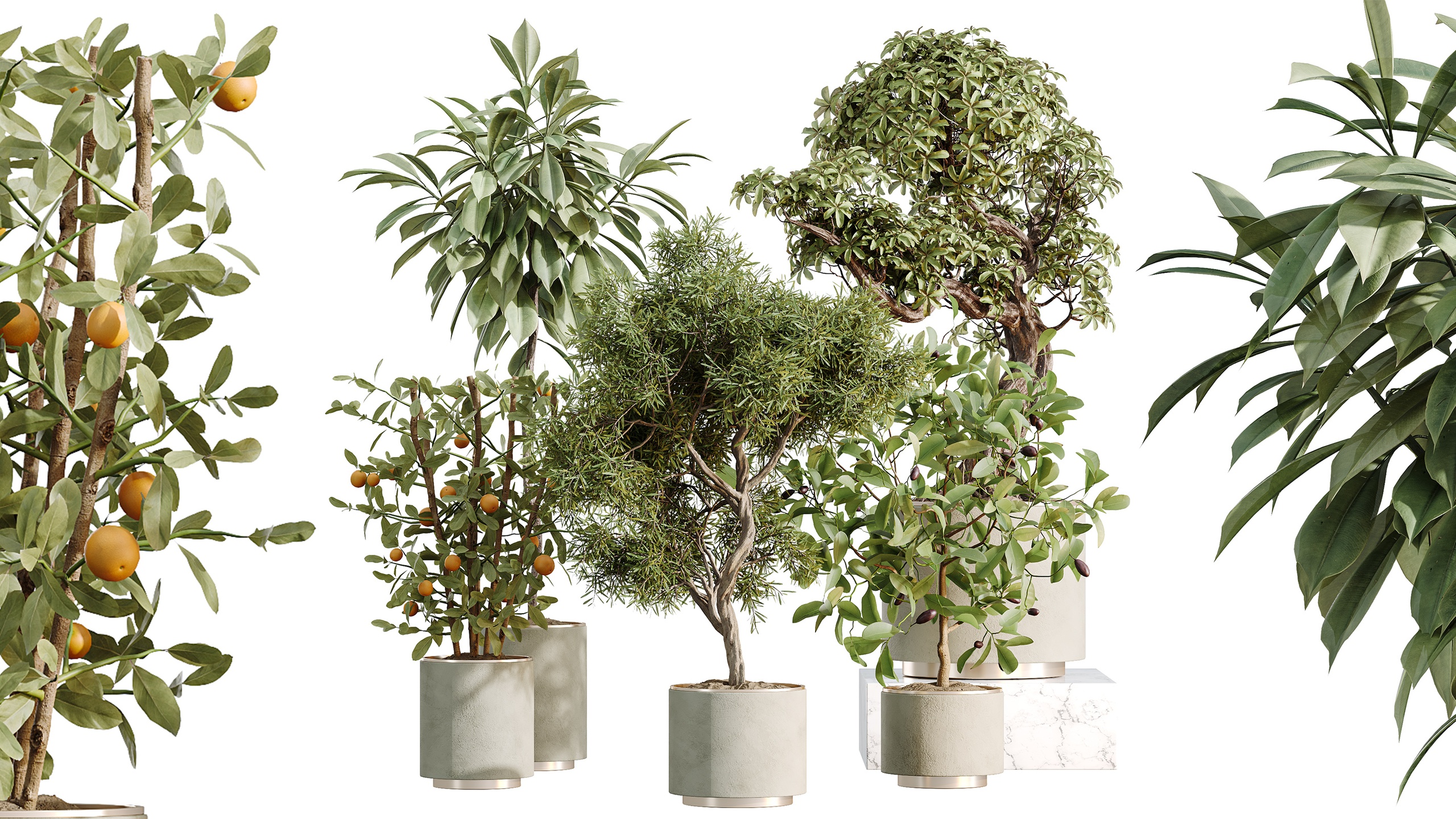 Media 1 for listing AV Indoor Plants Set 467 Ficus Olive Briful Orange Tree