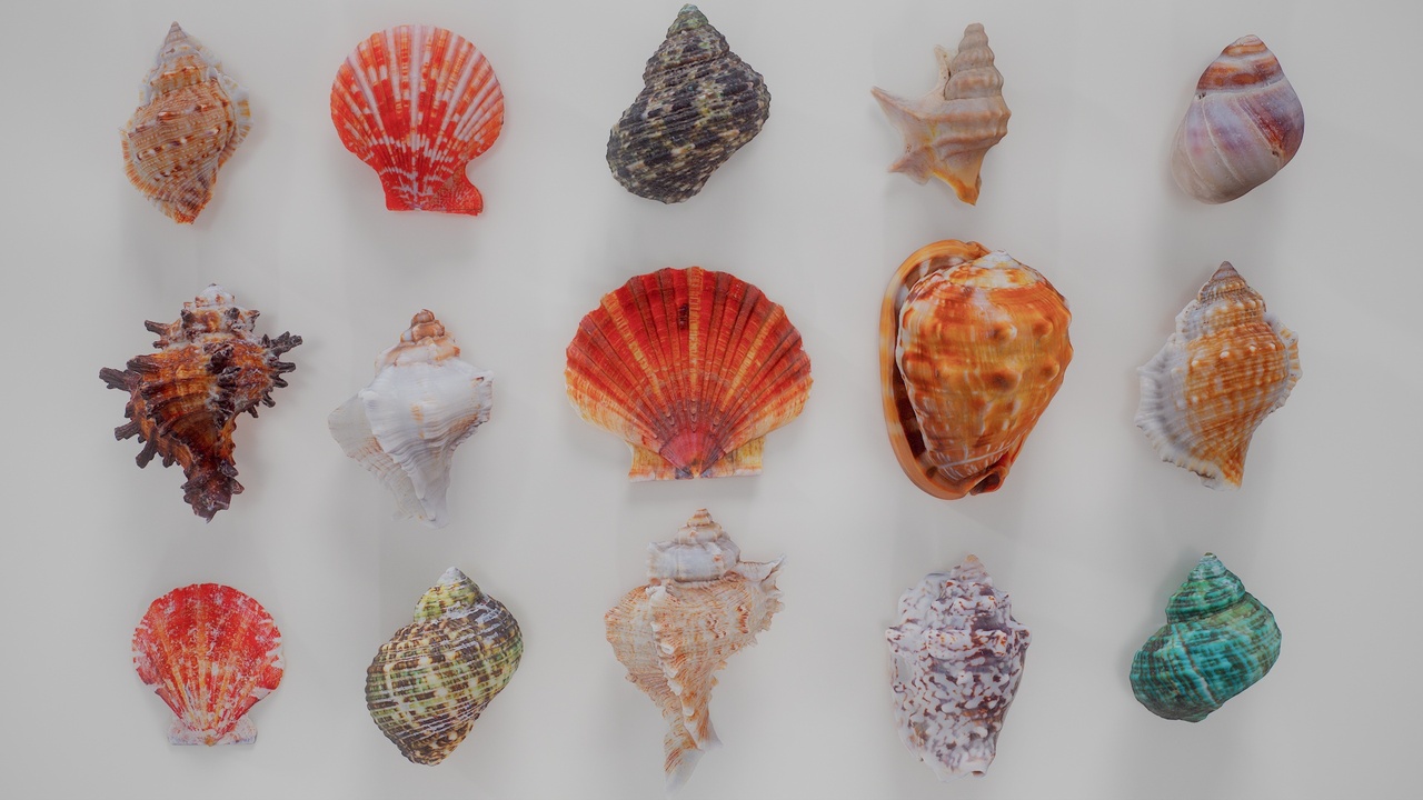 Media 1 for listing 15 3D Scanned Shell Collection 1