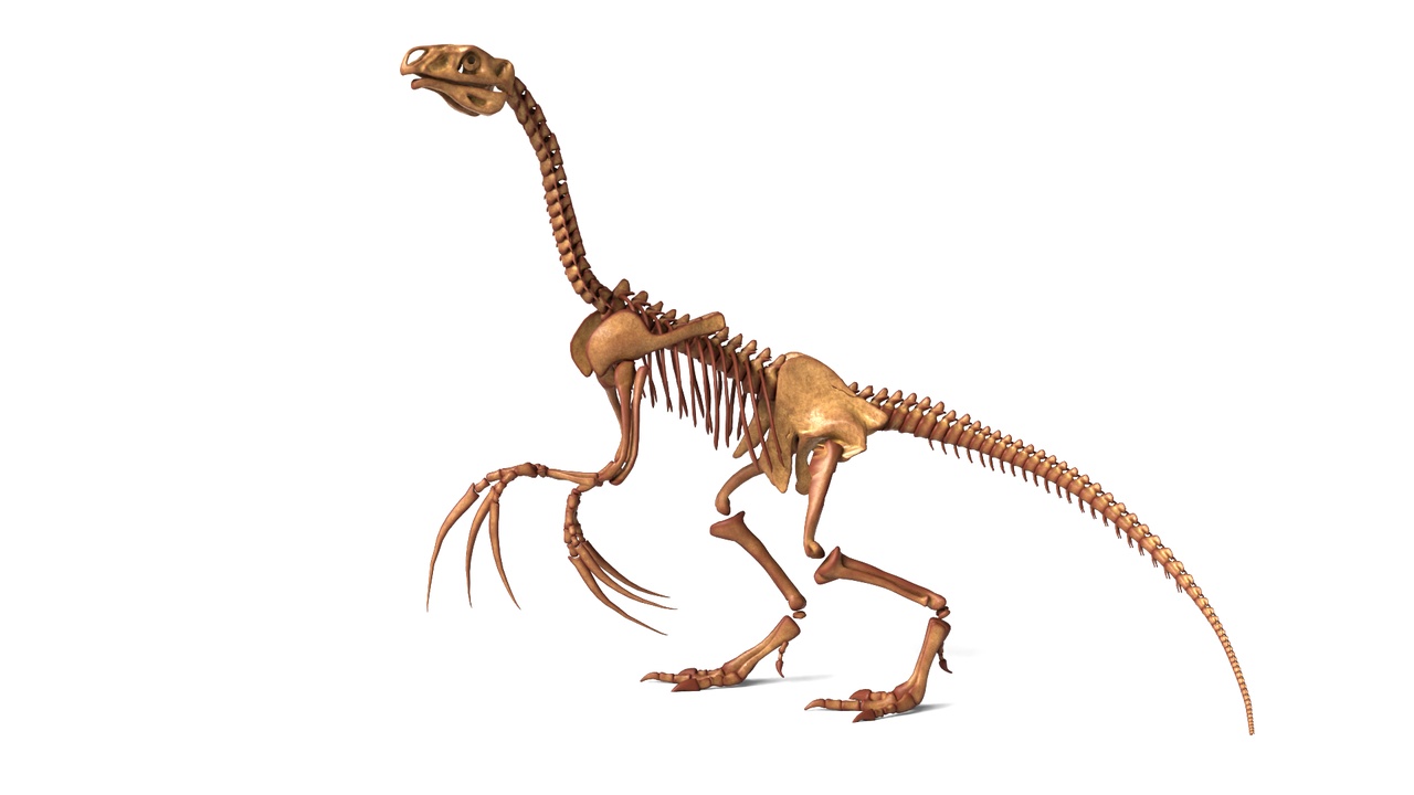 Media 1 for listing Therizinosaurus Rigged Skeleton – Exotic Theropod Anatomy