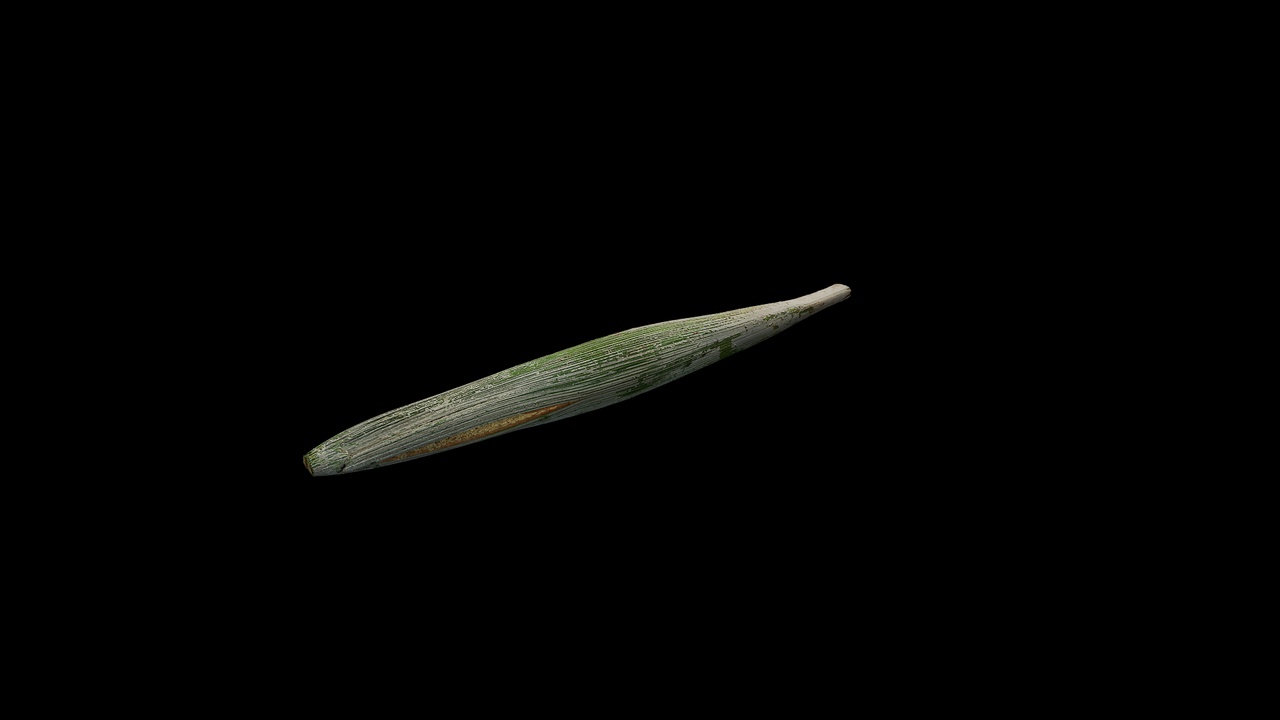 Media 1 for listing AD Trachycarpus fortunei 03