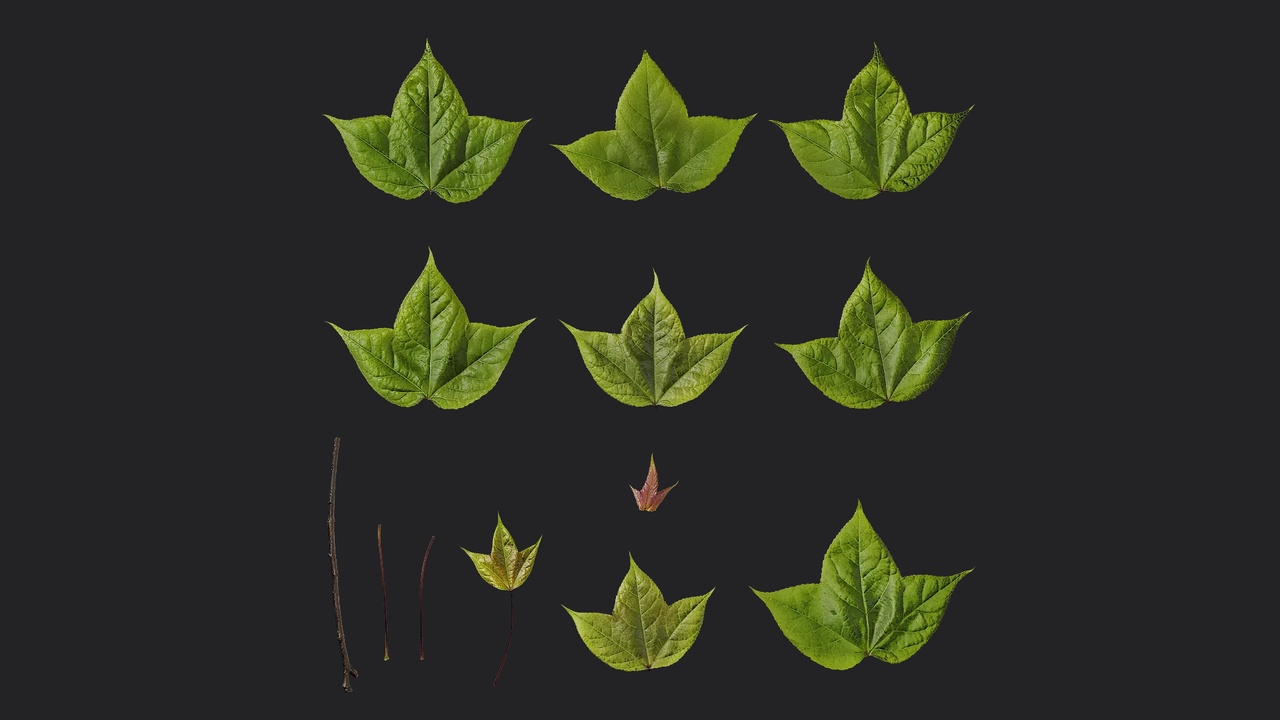 Media 1 for listing AD Acer buergerianum Leaf 04