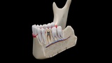 Human Tooth Anatomy Cross-Section - Dental Medical Model | Fab