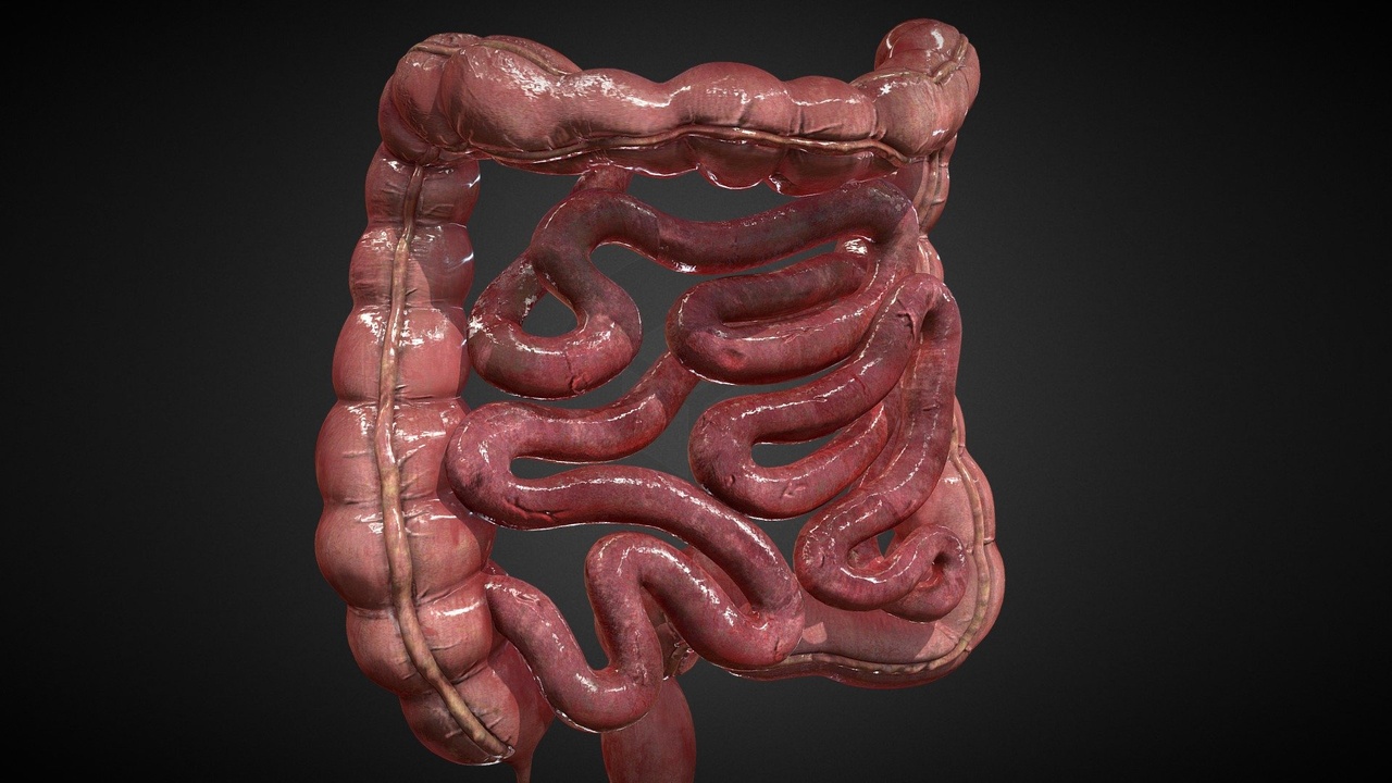 Media 1 for listing Human Intestines