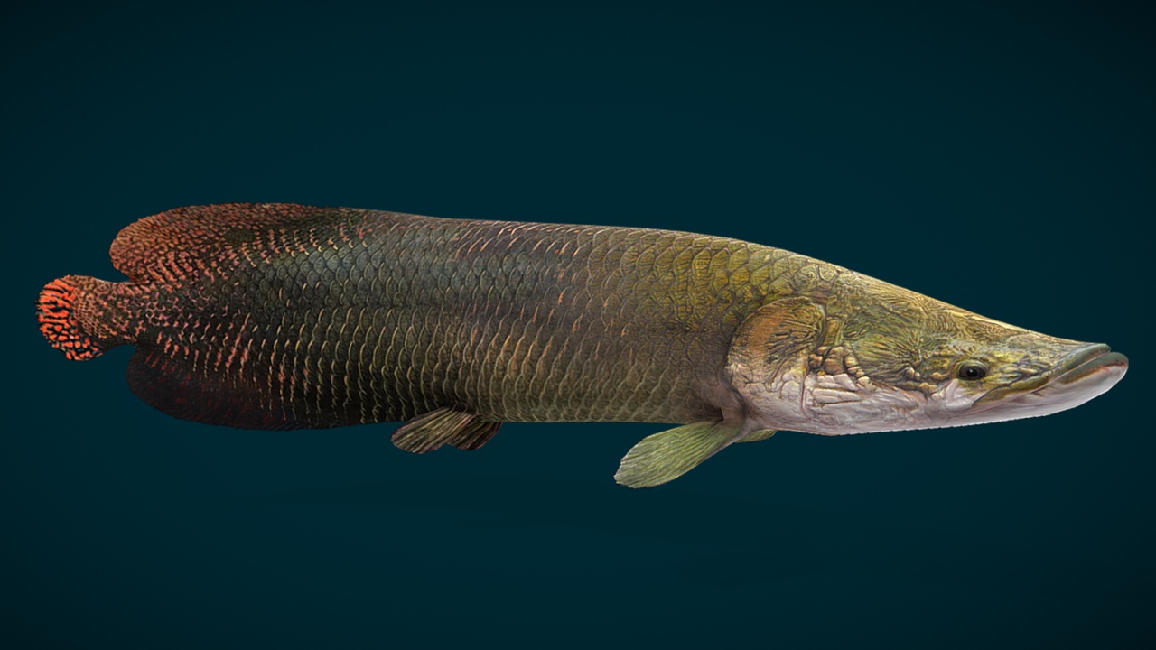 Media 1 for listing Arapaima Fish Animated