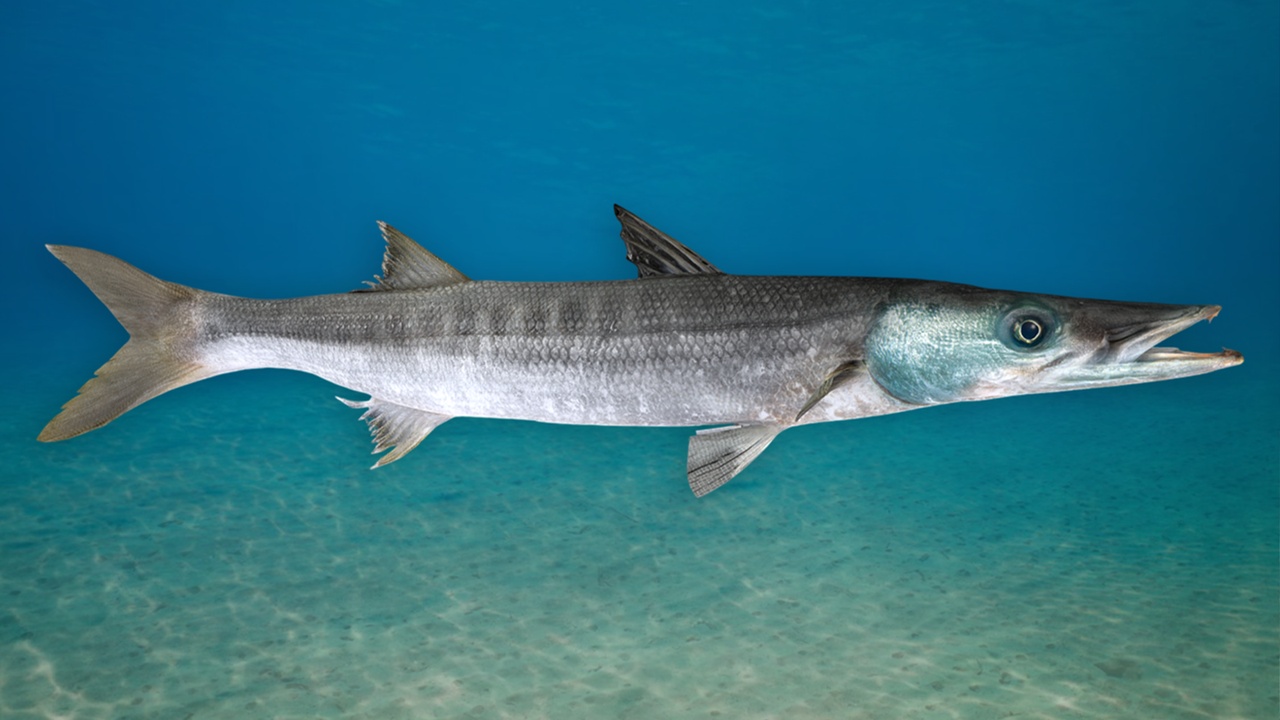 Praquda Fish Barracuda fish | Fab