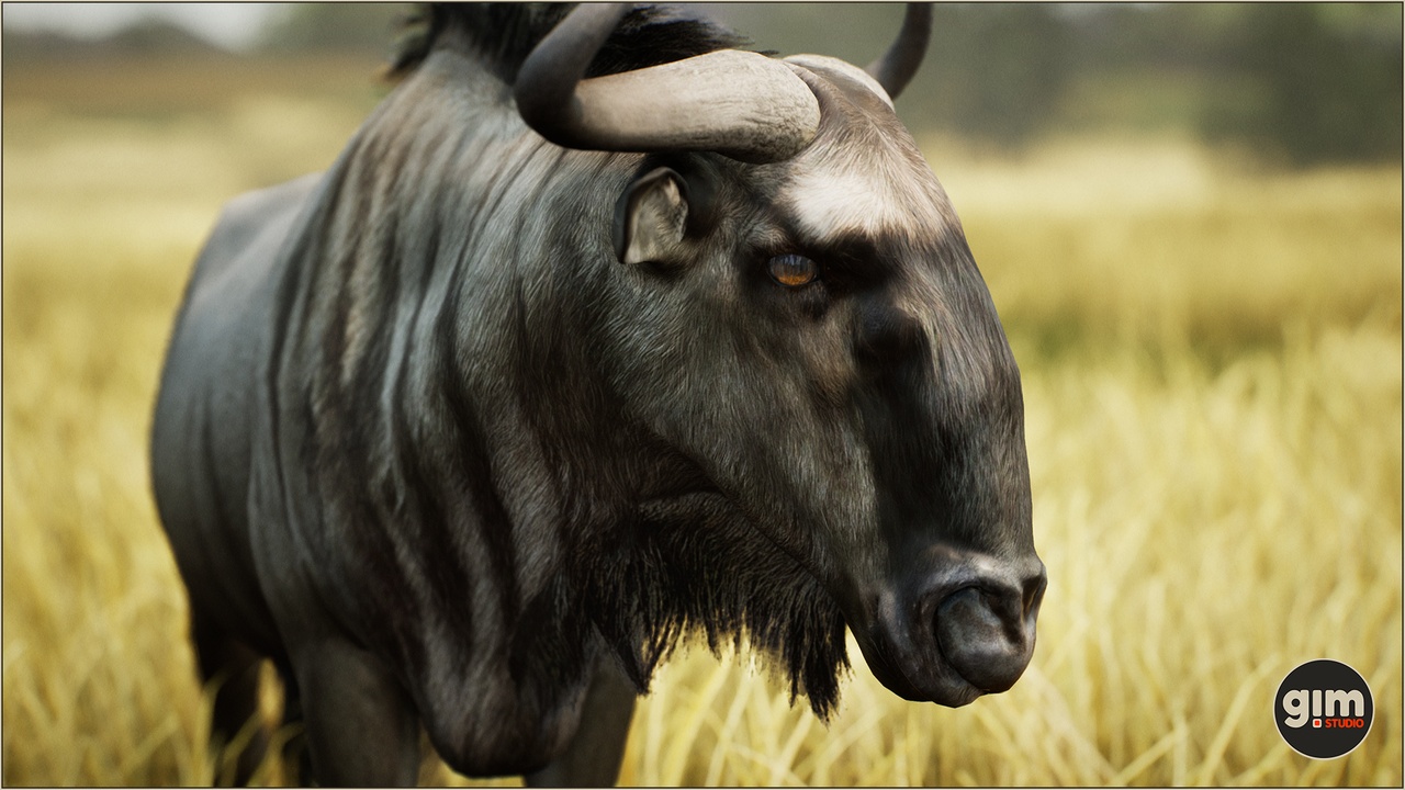 Media 1 for listing Animalia - Blue Wildebeest (male)