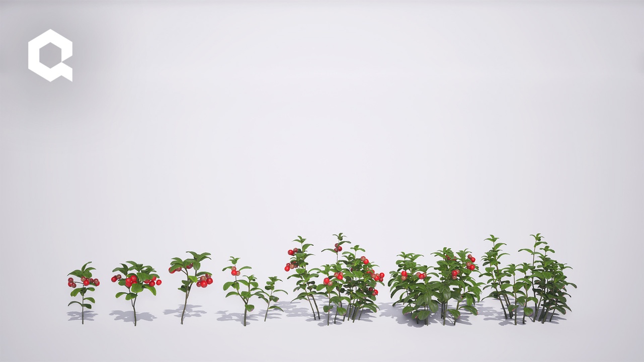 Media 1 for listing Megaplants: Lingonberry