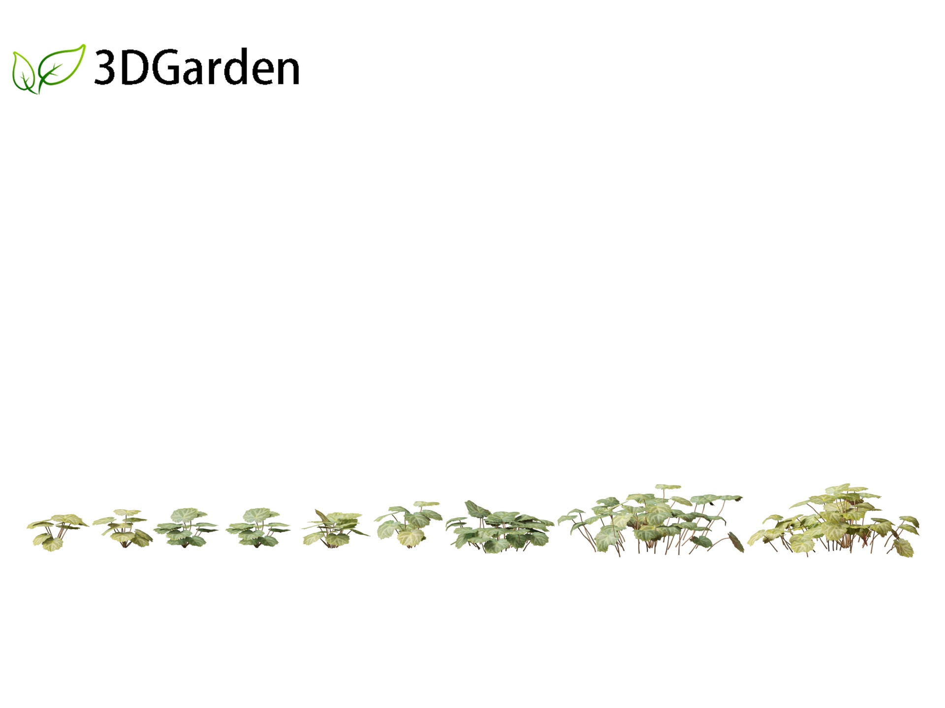 Media 1 for listing Saxifraga stolonifera - strawberry begonia 01