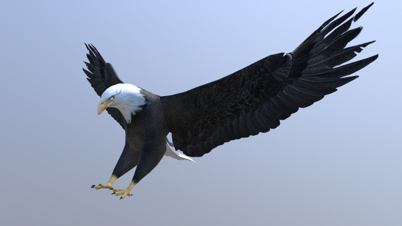 Bald Eagle | Fab