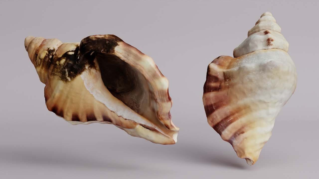 Media 1 for listing Sea Shell
