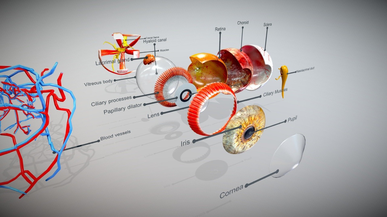 Media 1 for listing Complete Eye Anatomy