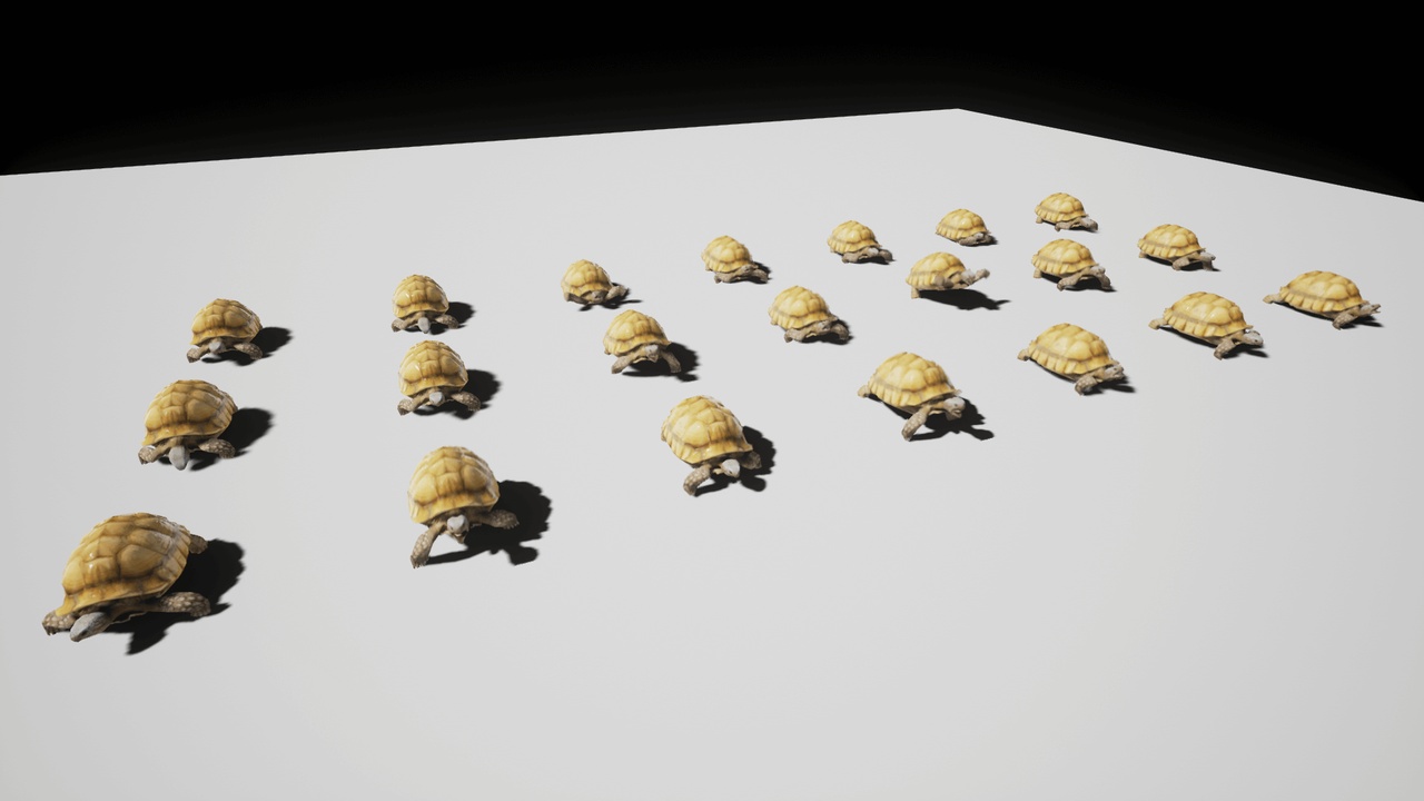 Media 1 for listing Sulcata Tortoise