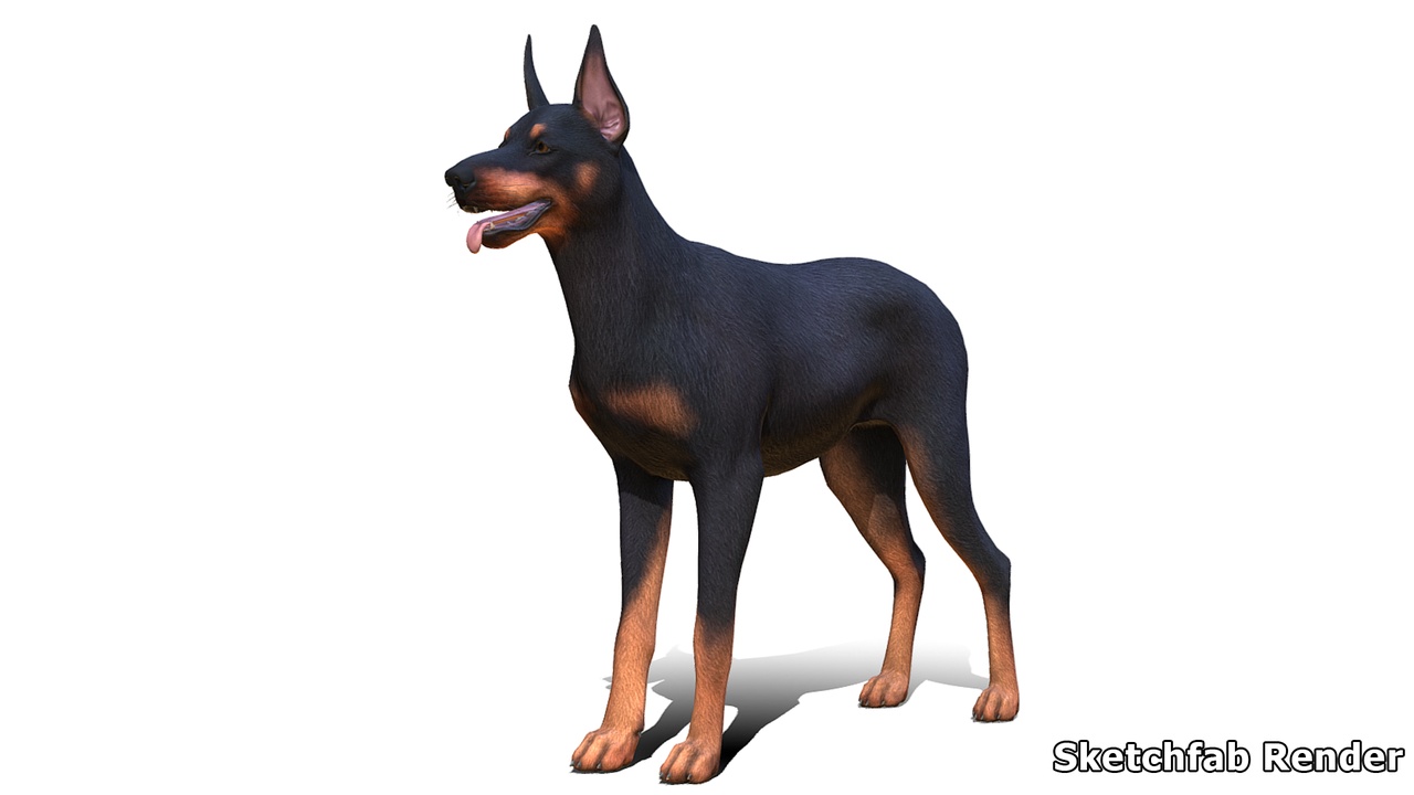 Media 1 for listing Dog - Doberman
