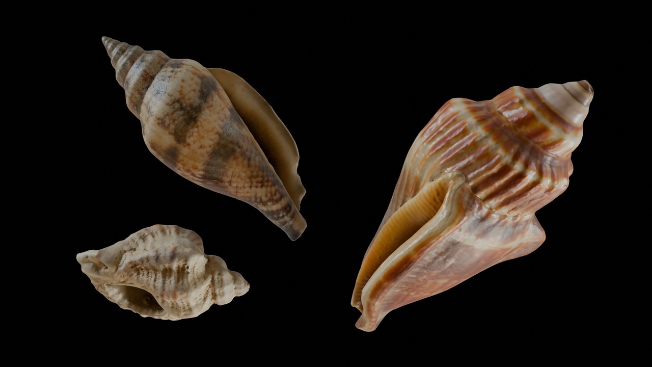 Media 1 for listing Seashell (27, 28 & 29)