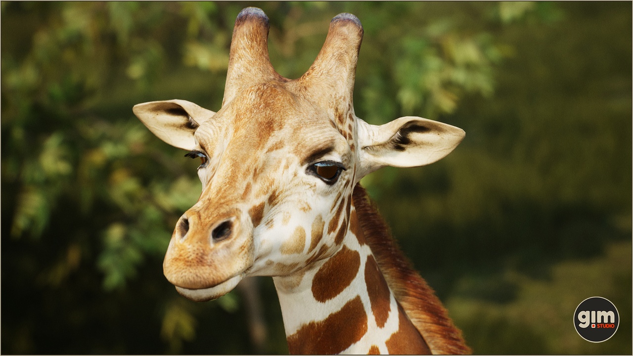 Media 1 for listing Animalia - Giraffe (male)