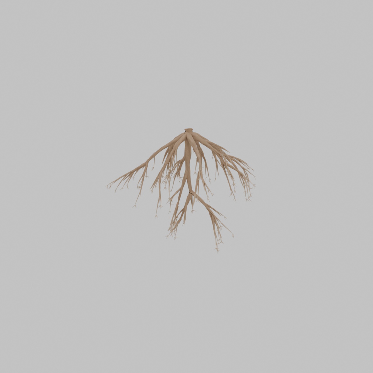 Media 1 for listing Free Sapling Root 3D Model - Procedural Tree Root System