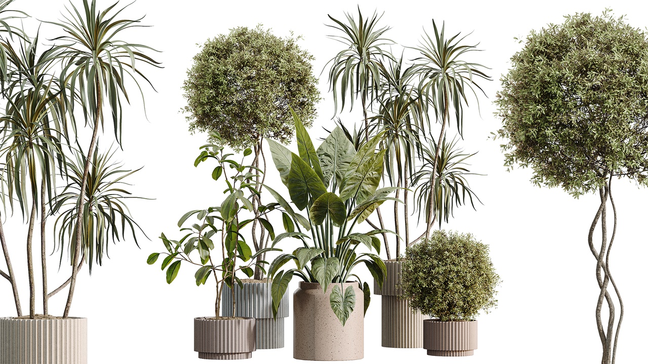 Media 1 for listing AV Indoor Plants Set 616 Olive Alocasia Elefantenohr Ficus Marginata Warneckii