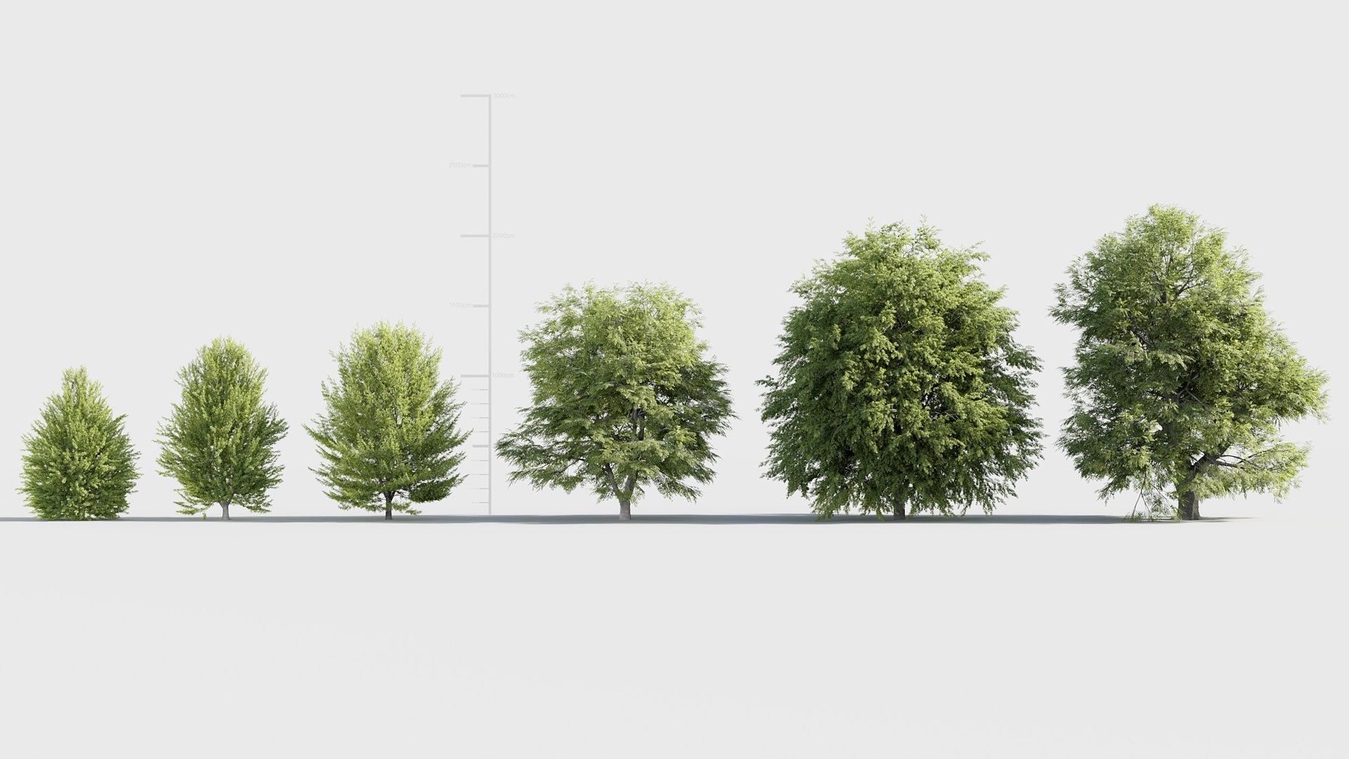 Fagus sylvatica - European beech | Fab