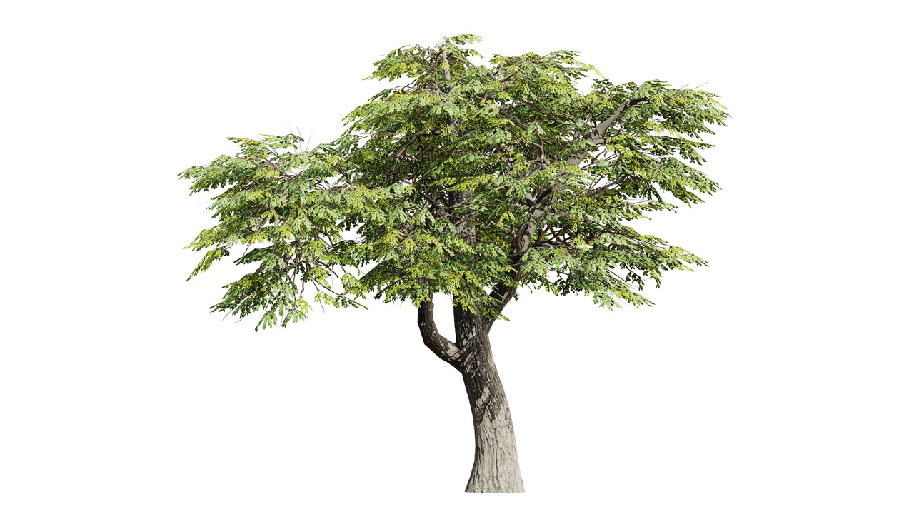 Media 1 for listing South African Mopane Tree 3D Model