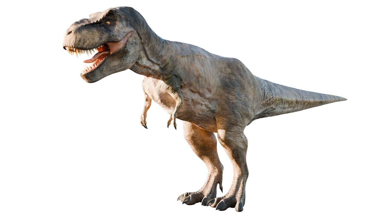 Media 1 for listing Tyrannosaurus Rex