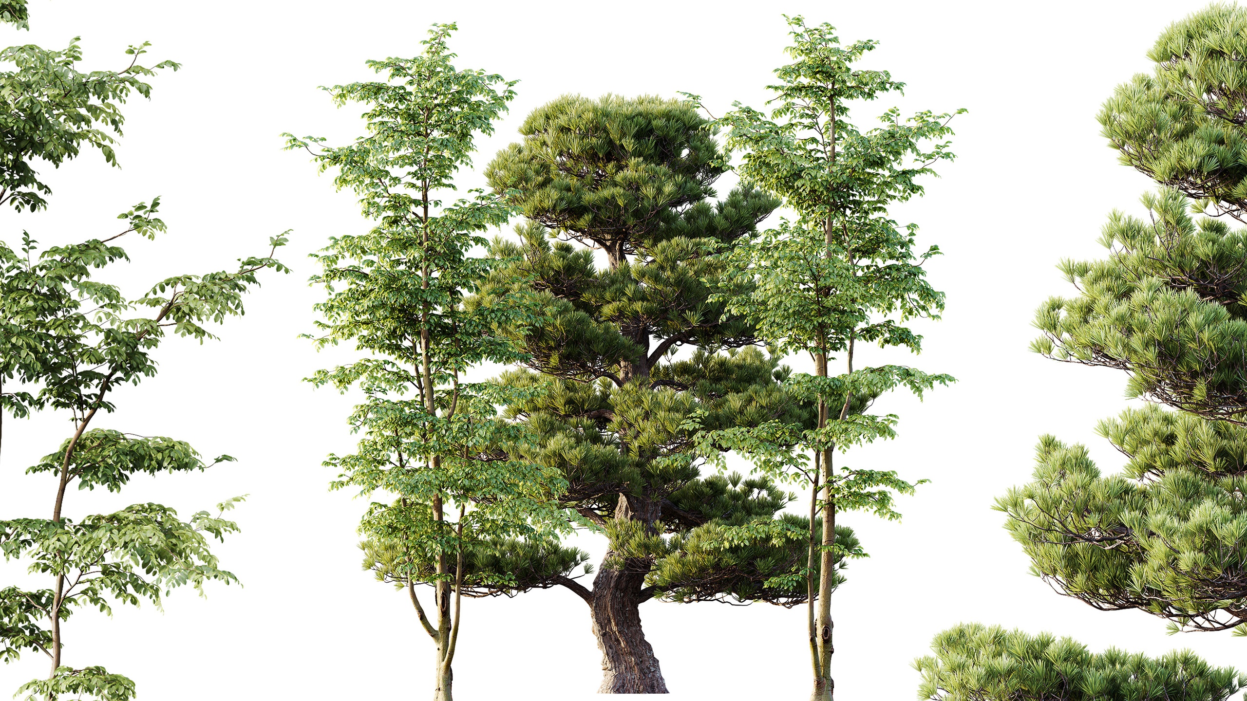 Media 1 for listing AV Carpinus Betulus and Pinus Bonsai Sylvestris Pine Parviflora Scotch Contorta