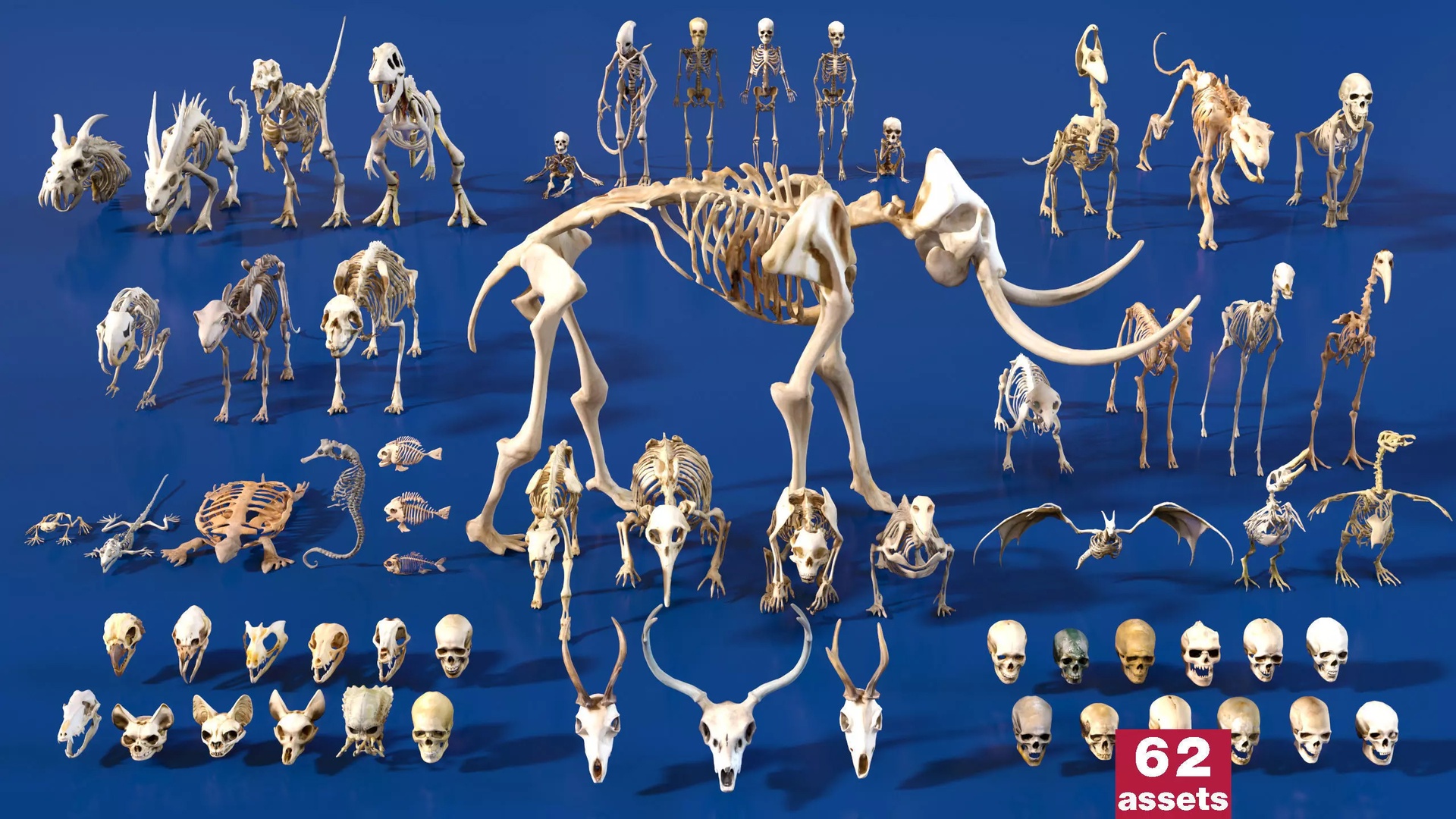 Media 1 for listing Ultimate Skeleton and Skull Pack. 62 game-ready lowpoly assets (animal, human)
