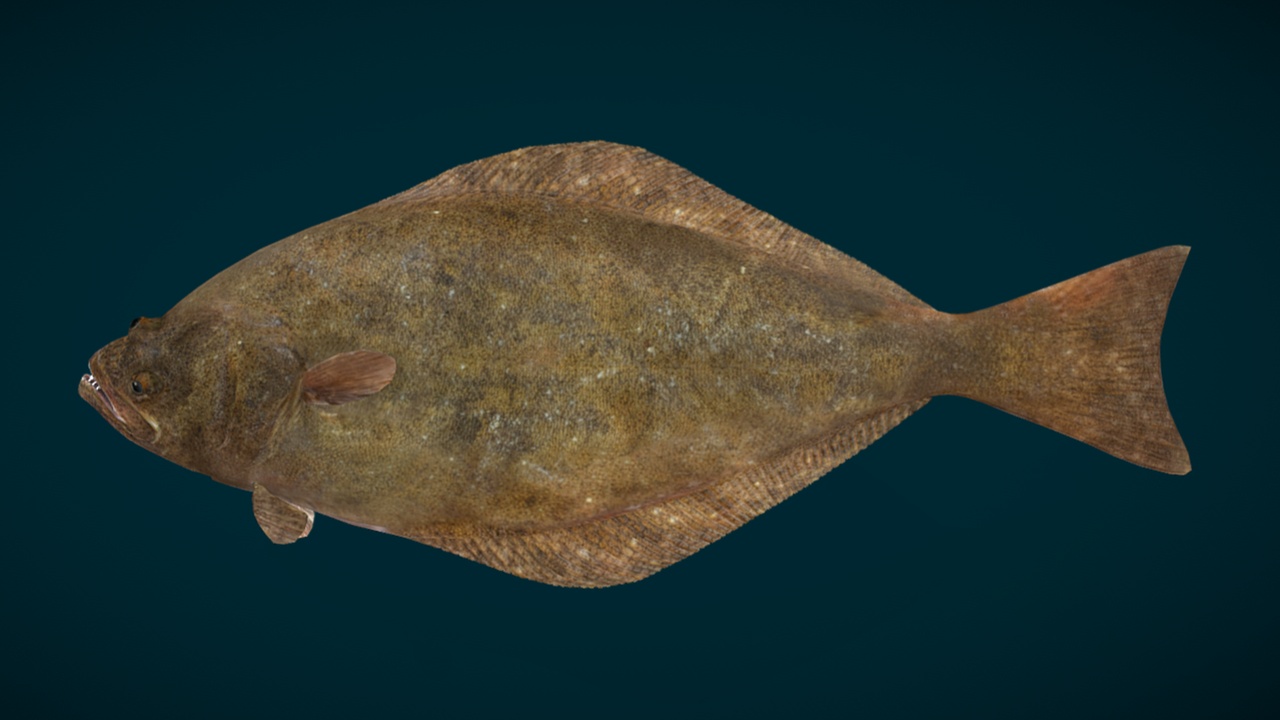 Media 1 for listing Atlantic Halibut