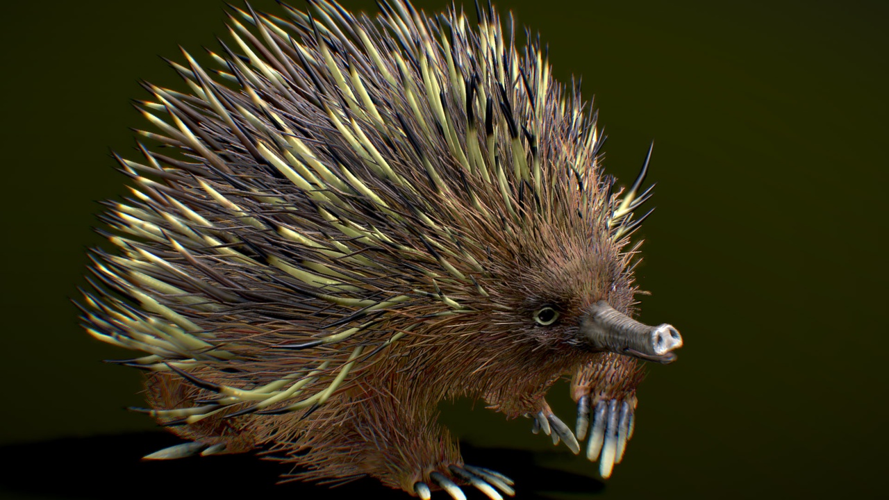 Media 1 for listing Echidna