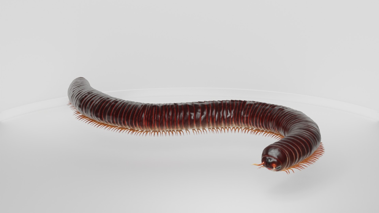 Media 1 for listing High Detail Arthropod Millipede