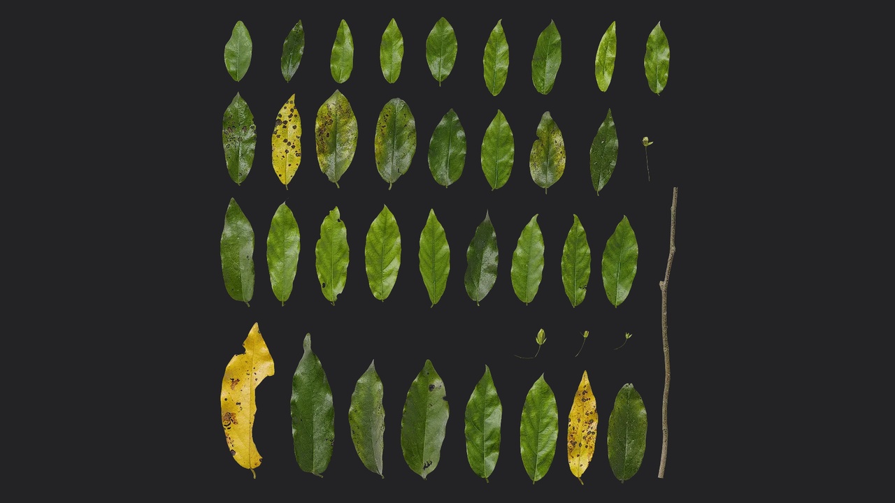 Media 1 for listing Desmos chinensis Leaf 01