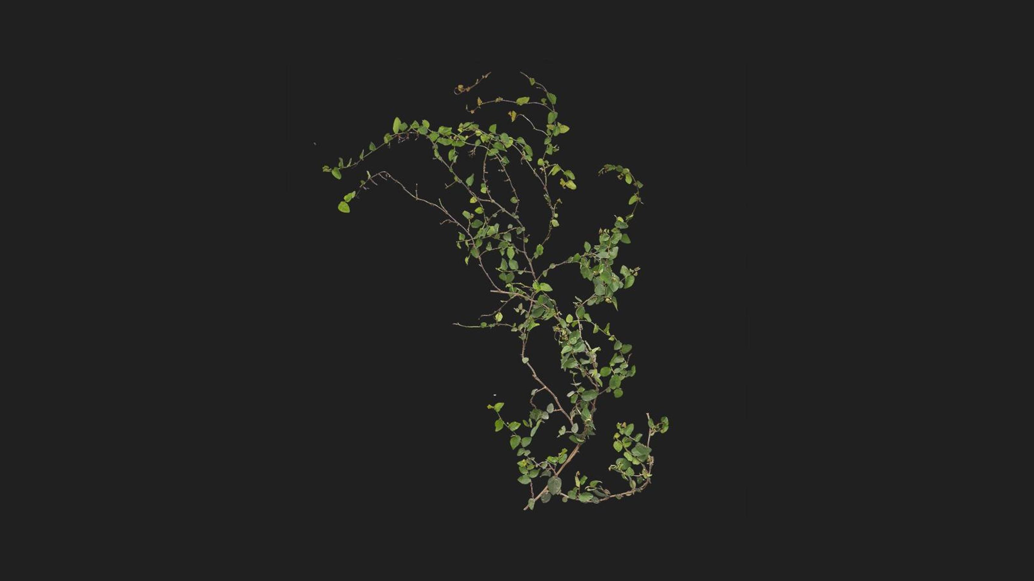 Climbing Fig | Fab