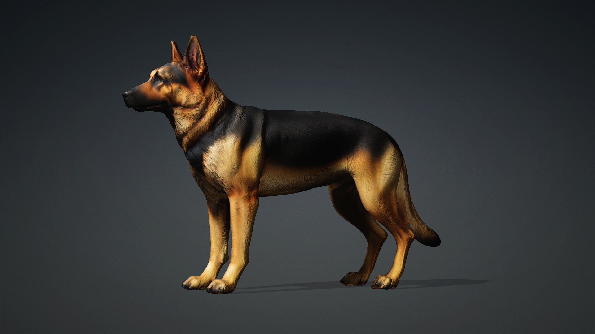 German Shepherd | Fab