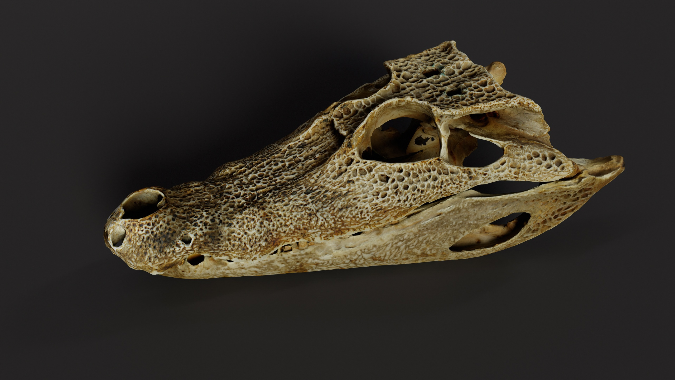 Media 1 for listing Crocodile Skull