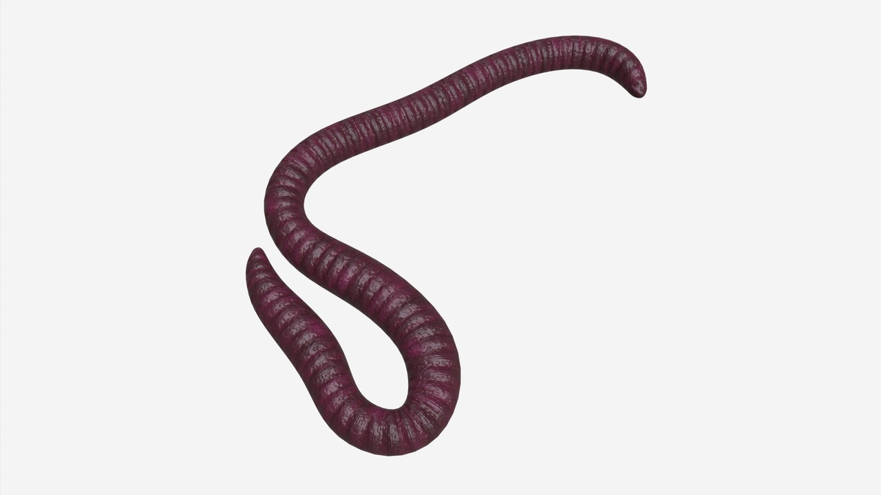 Red worm 01 | Fab