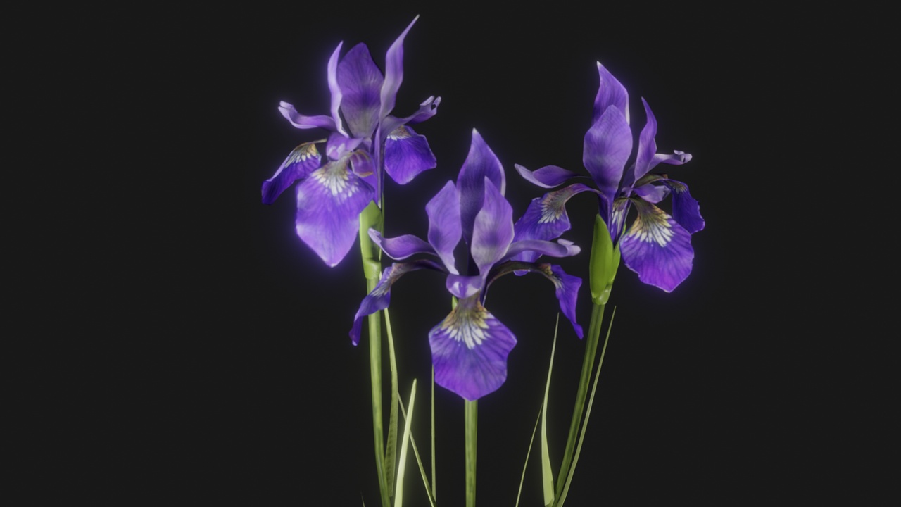Media 1 for listing Japanese Flowers Ayame（ Iris sanguinea﻿ ）
