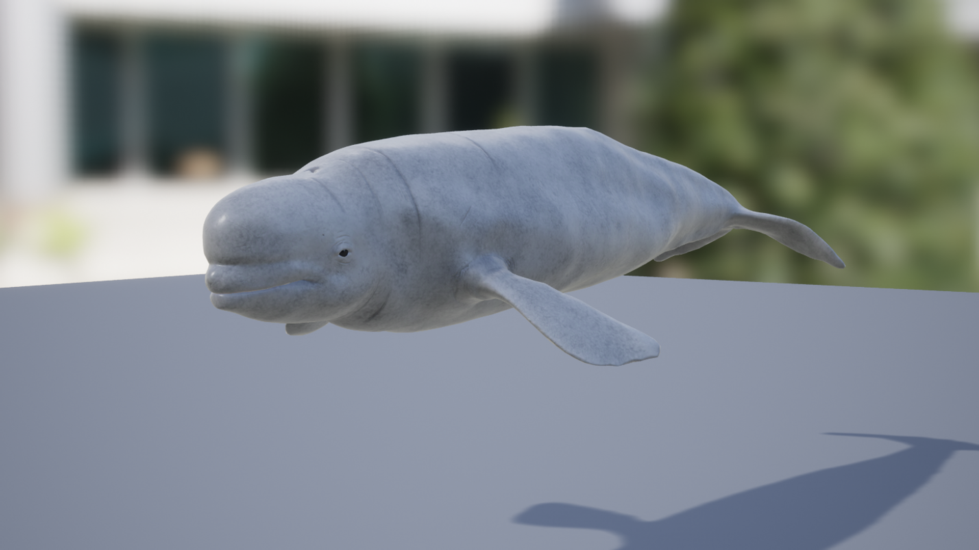 Beluga | Fab