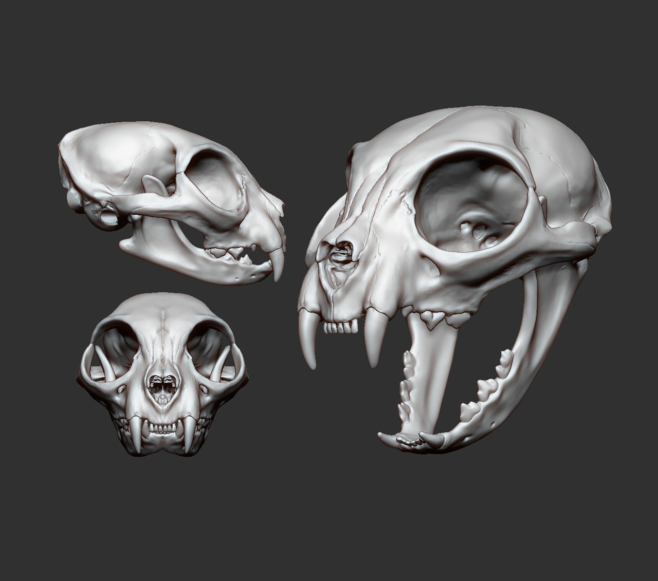 Media 1 for listing Domestic Cat Skull - PBR - Game Ready & ZBrush Source