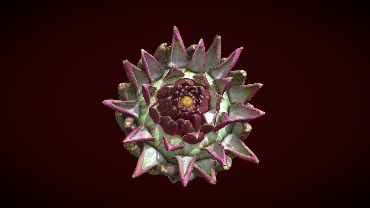 Media 1 for listing Pre-Bloom Artichoke