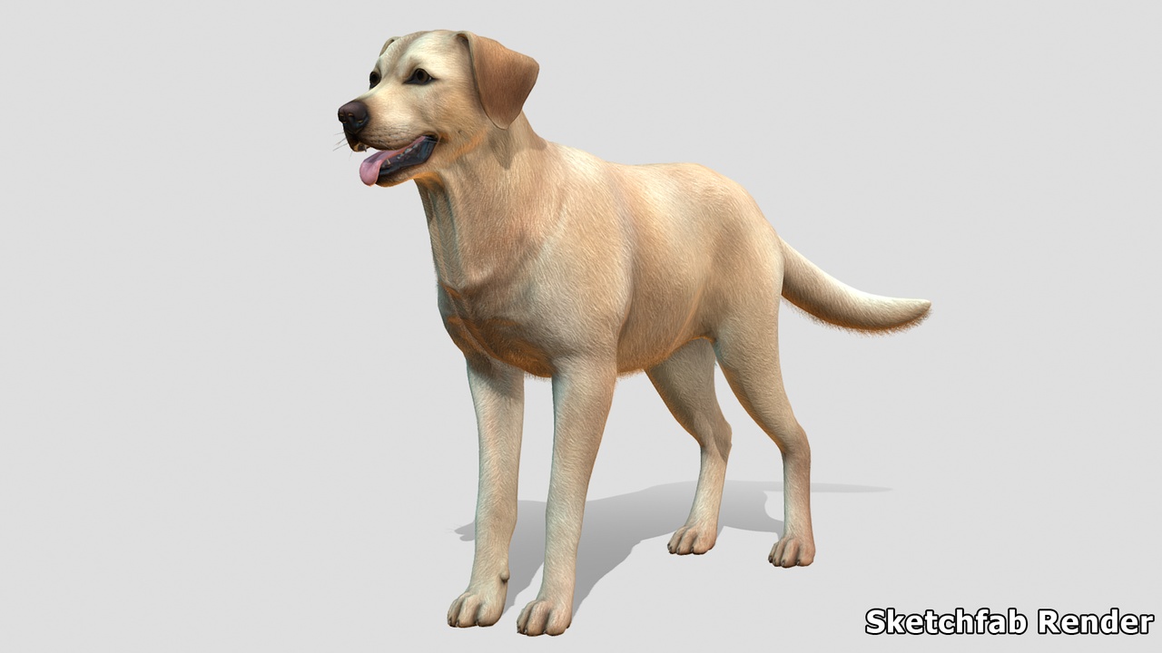 商品 Dog - Labrador 的媒体 1