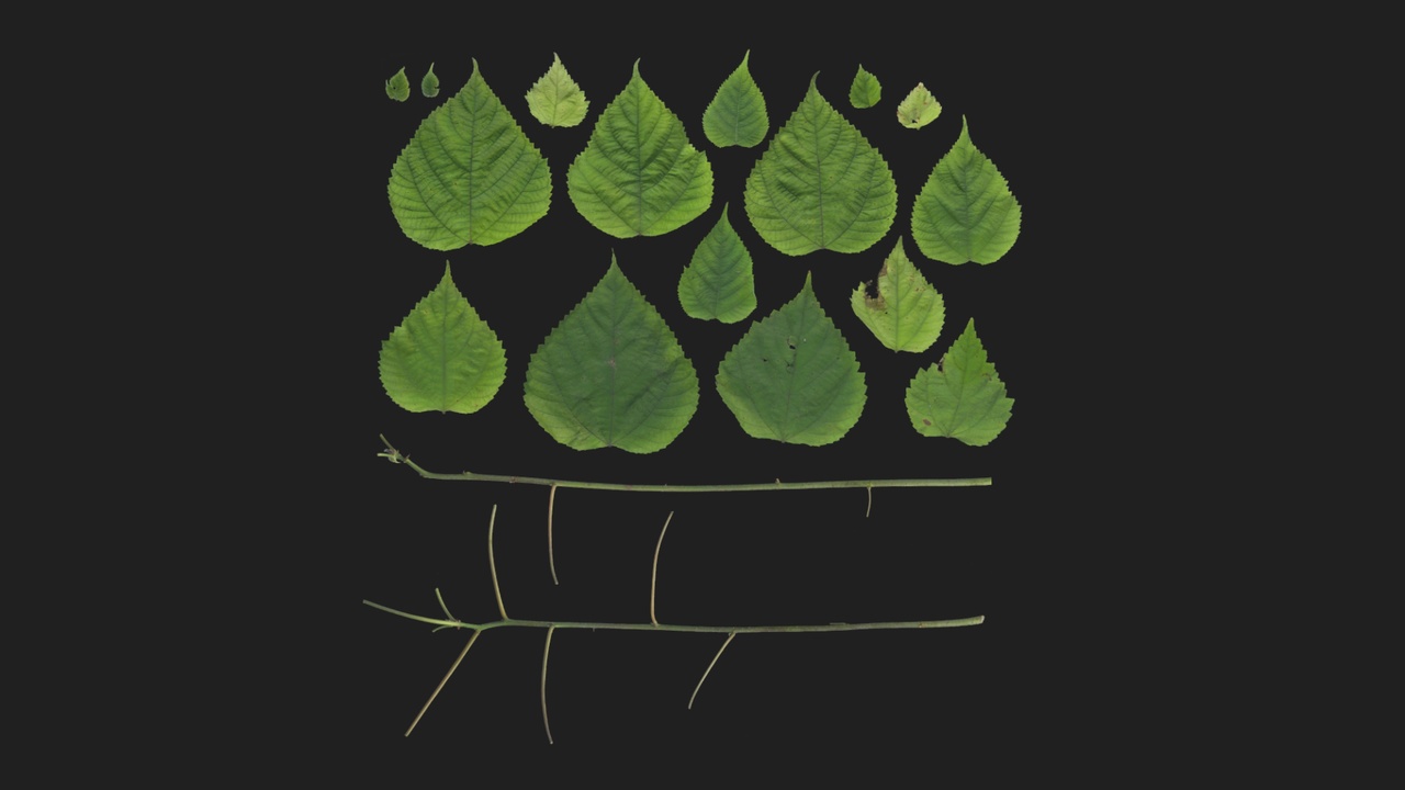 Media 1 for listing Paper Mulberry 02