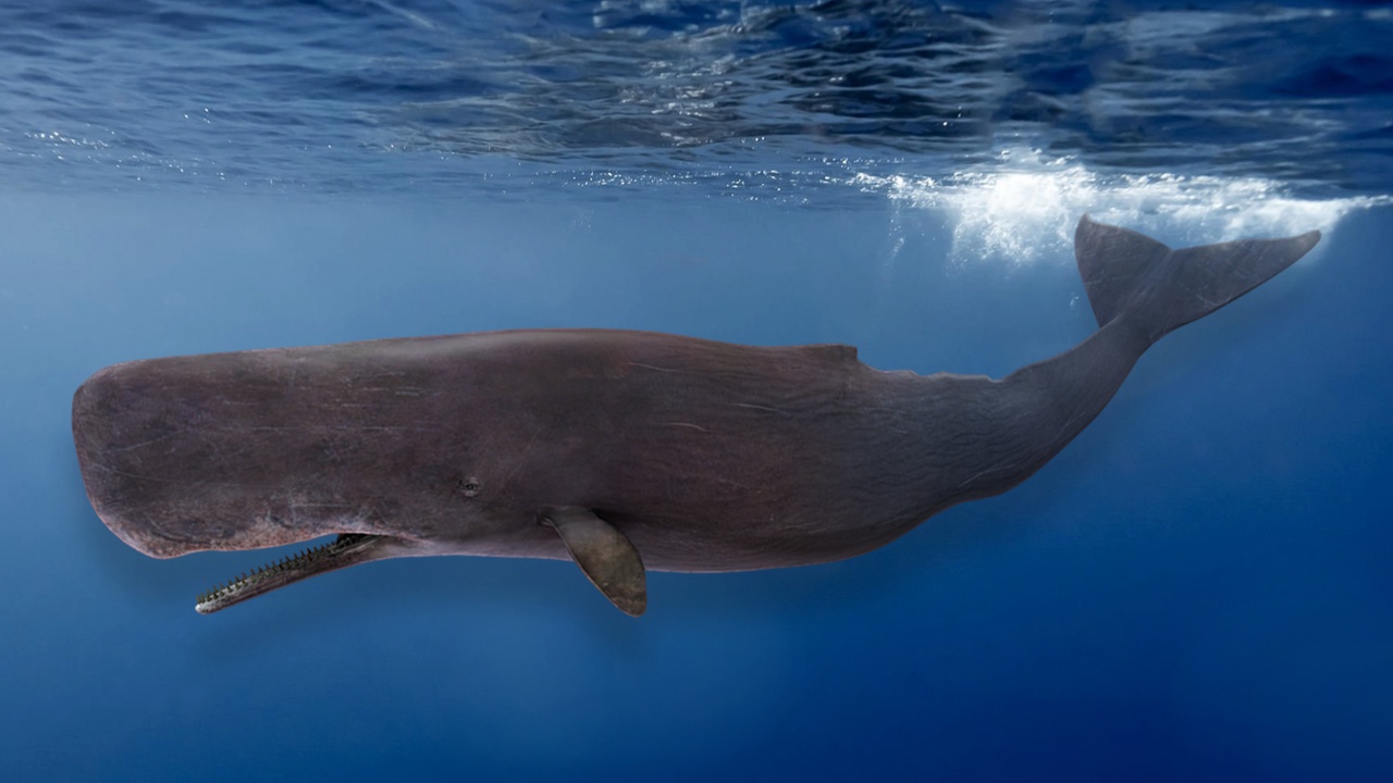 Media 1 for listing Sperm Whale Animated