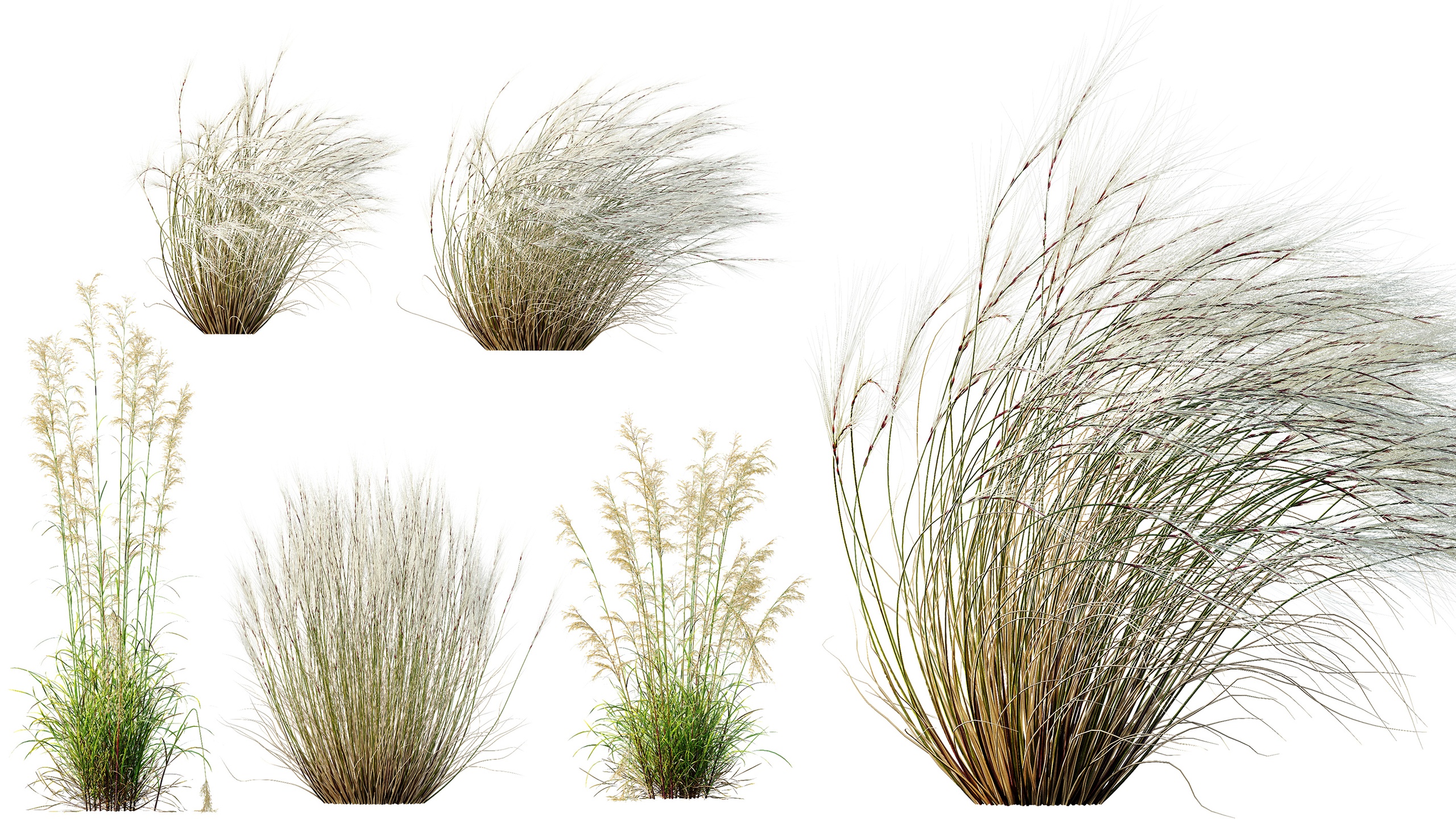 Media 1 for listing AV Celtica Gigantea Stipa Golden Oats and Stipa Tenuissima Ostnica Mocna Pony