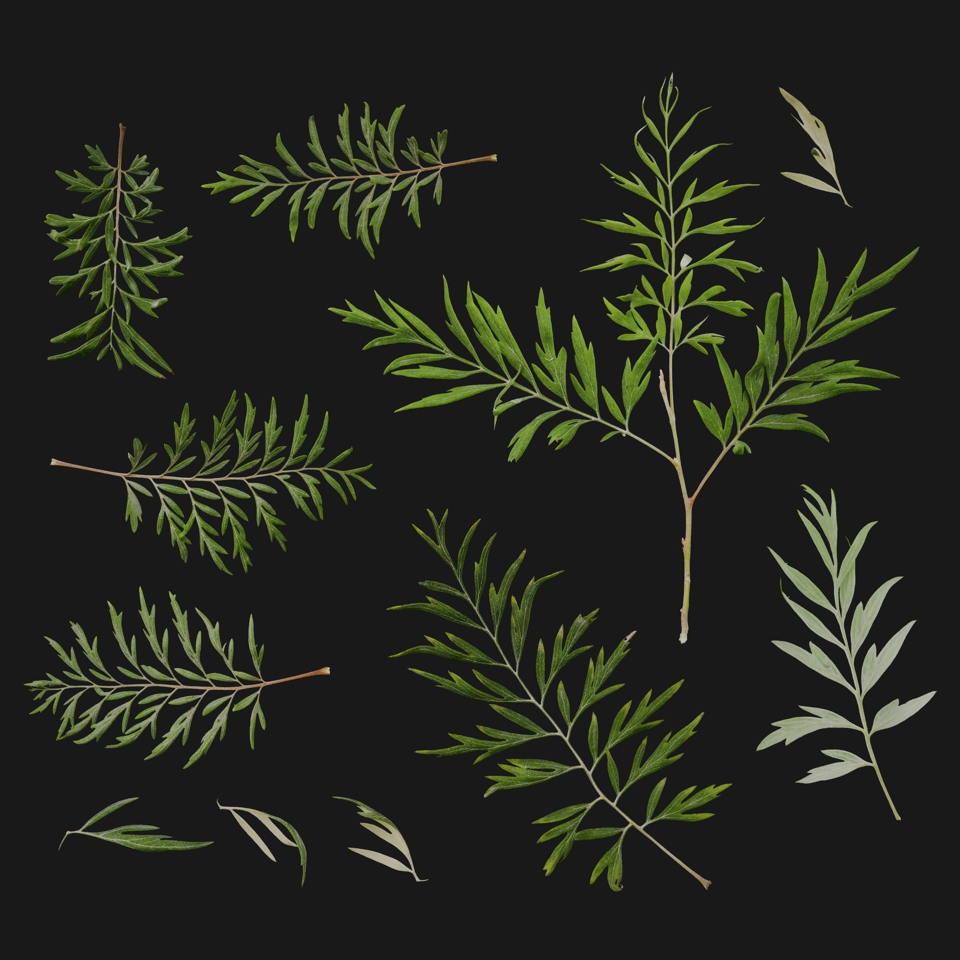 Media 1 for listing Grevillea 01