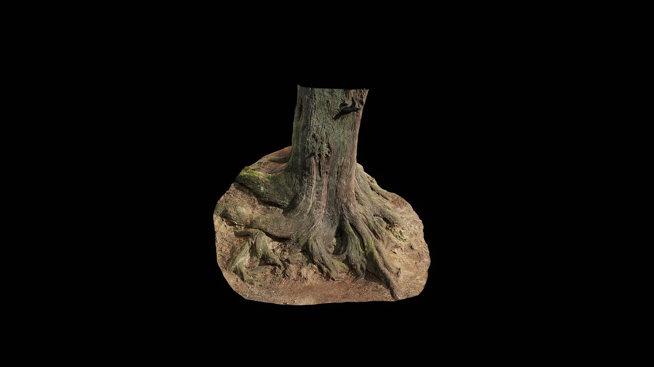 Media 1 for listing AD Cupressus funebris Trunk 03